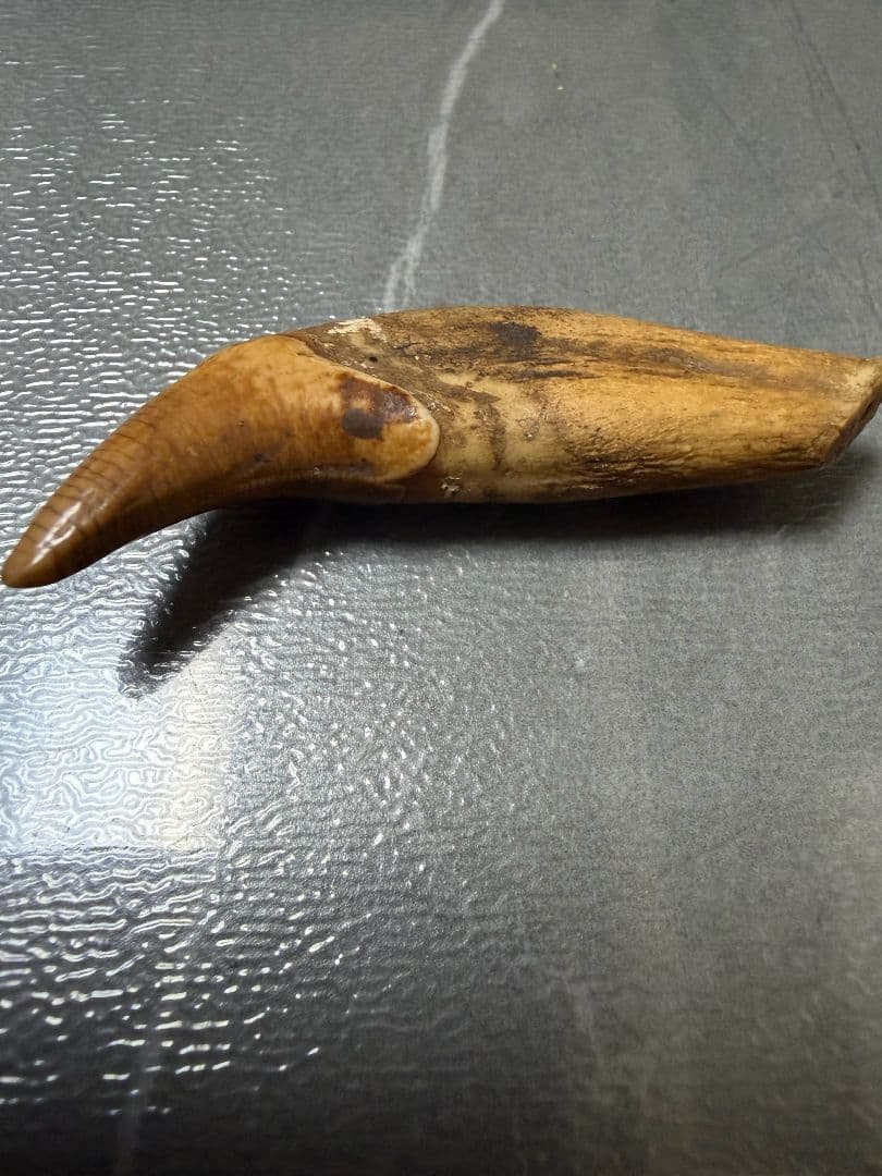 時代提げ物　獣牙 熊牙　根付　天然素材