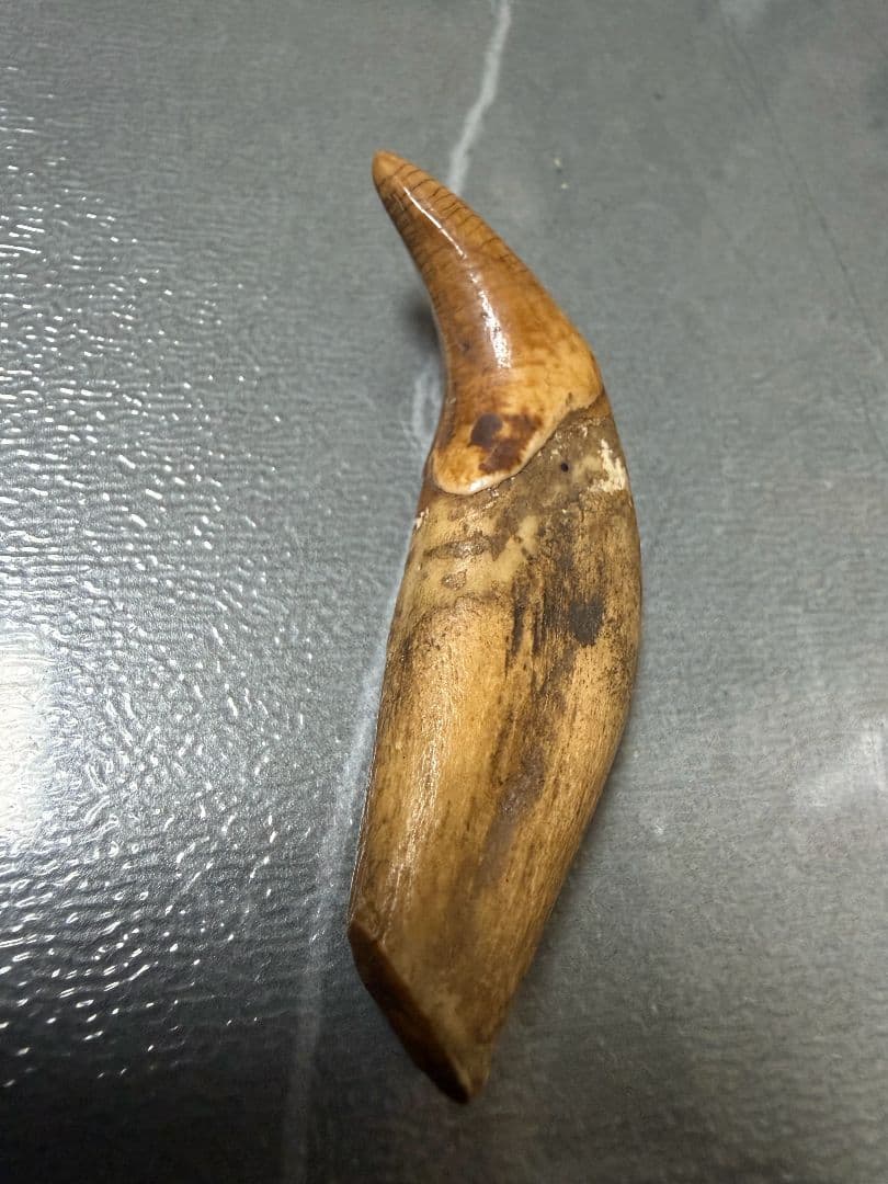 時代提げ物　獣牙 熊牙　根付　天然素材