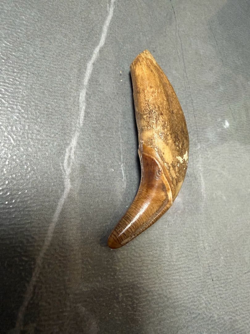 時代提げ物　獣牙 熊牙　根付　天然素材