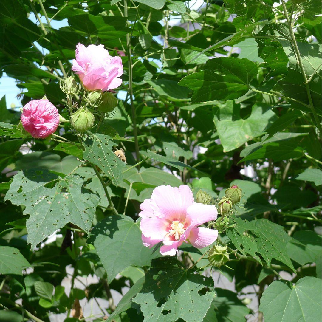 Panasonic DMC-LX5 コンパクトデジタルカメラ
