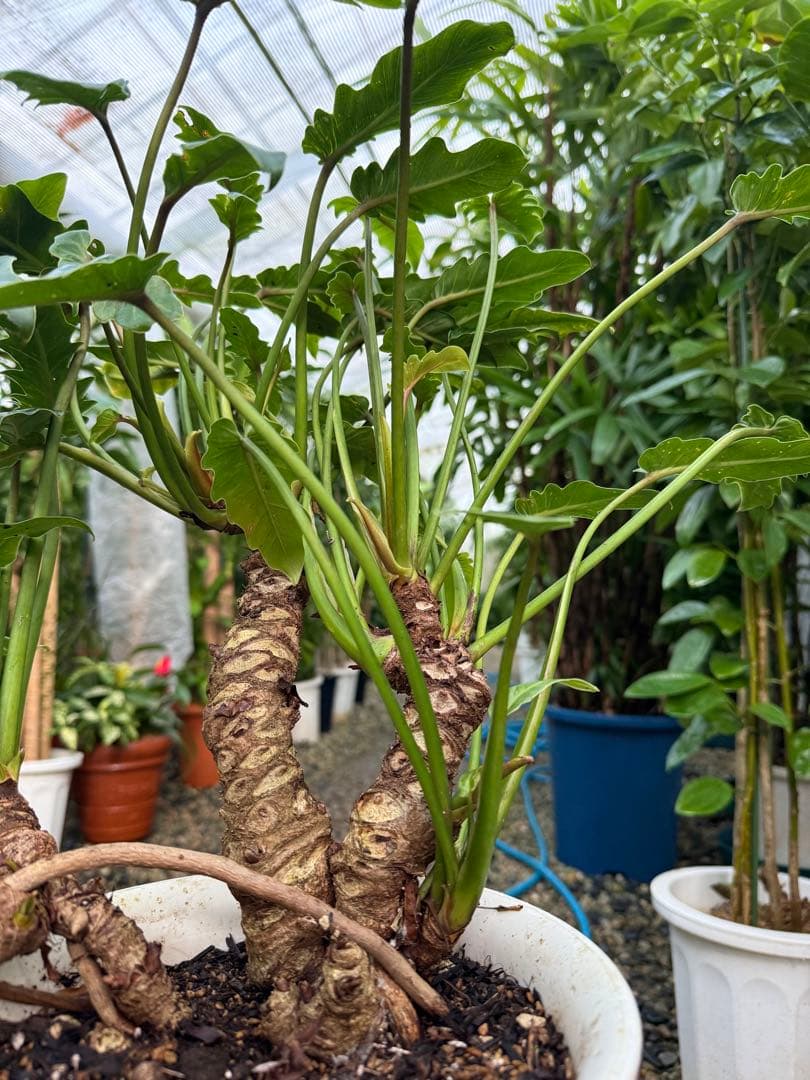 【特級品】フィロデンドロン クッカバラ ザナドゥ 特大極上苗 根上がり 幹立ち