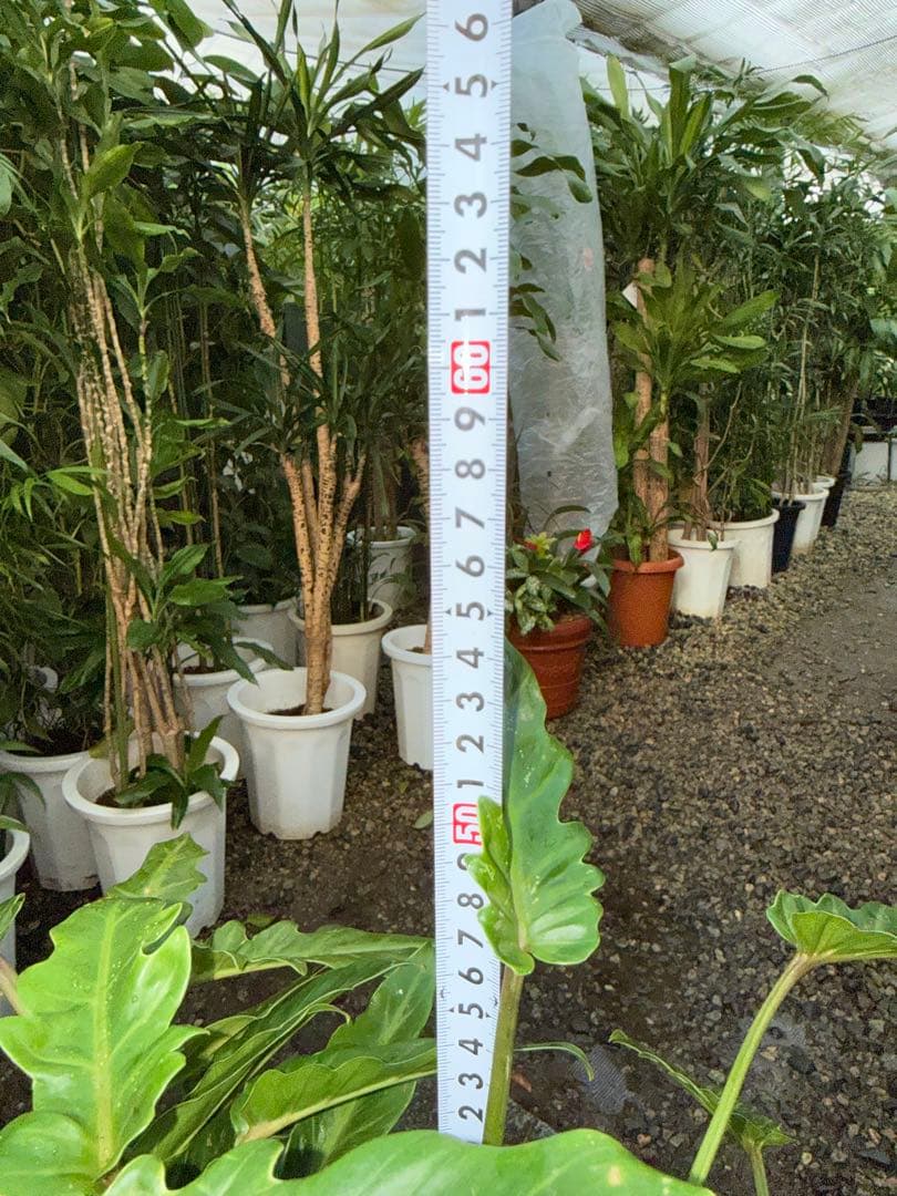 【特級品】フィロデンドロン クッカバラ ザナドゥ 特大極上苗 根上がり 幹立ち