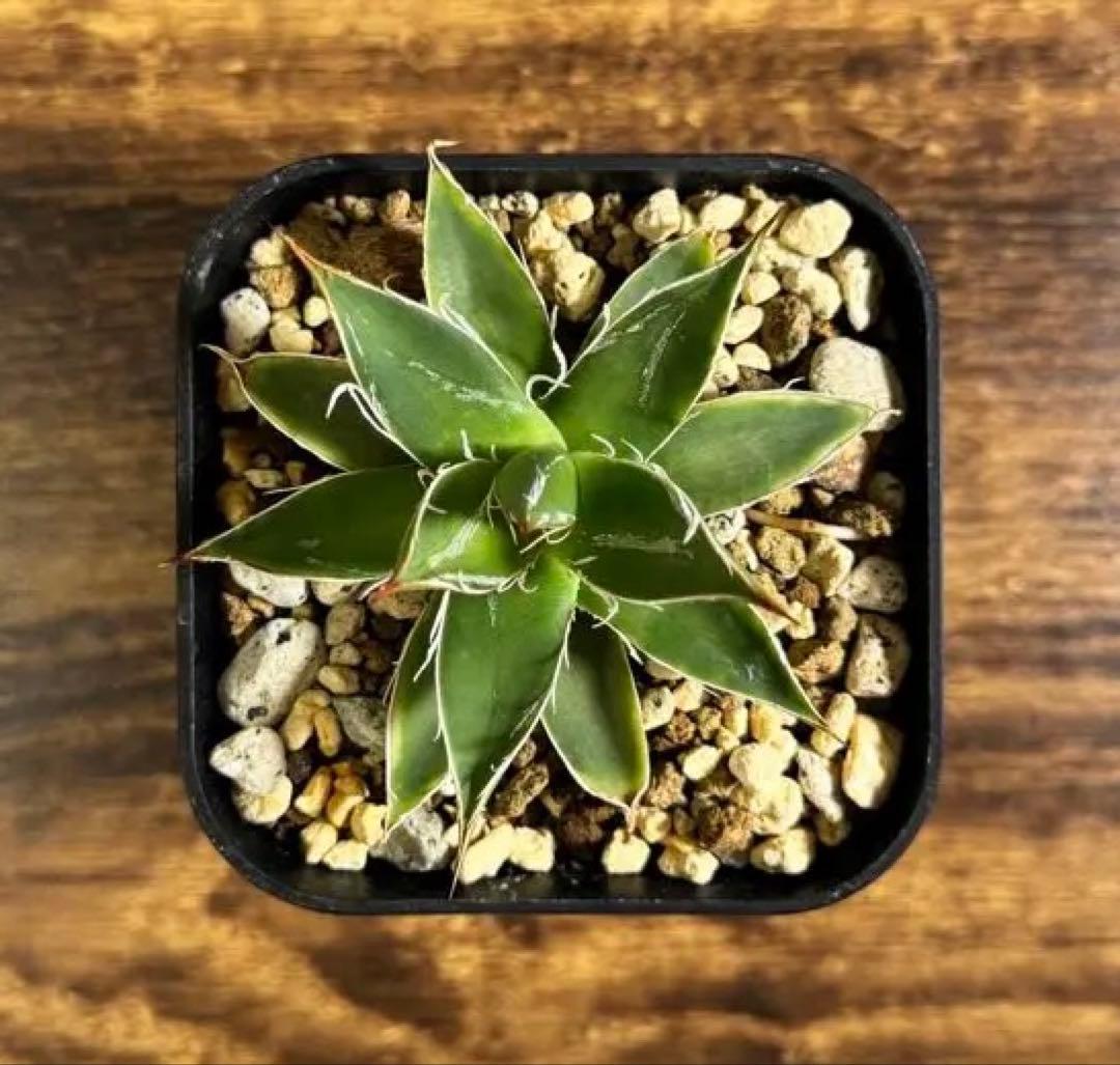 アガベ フィリフェラコンパクタ