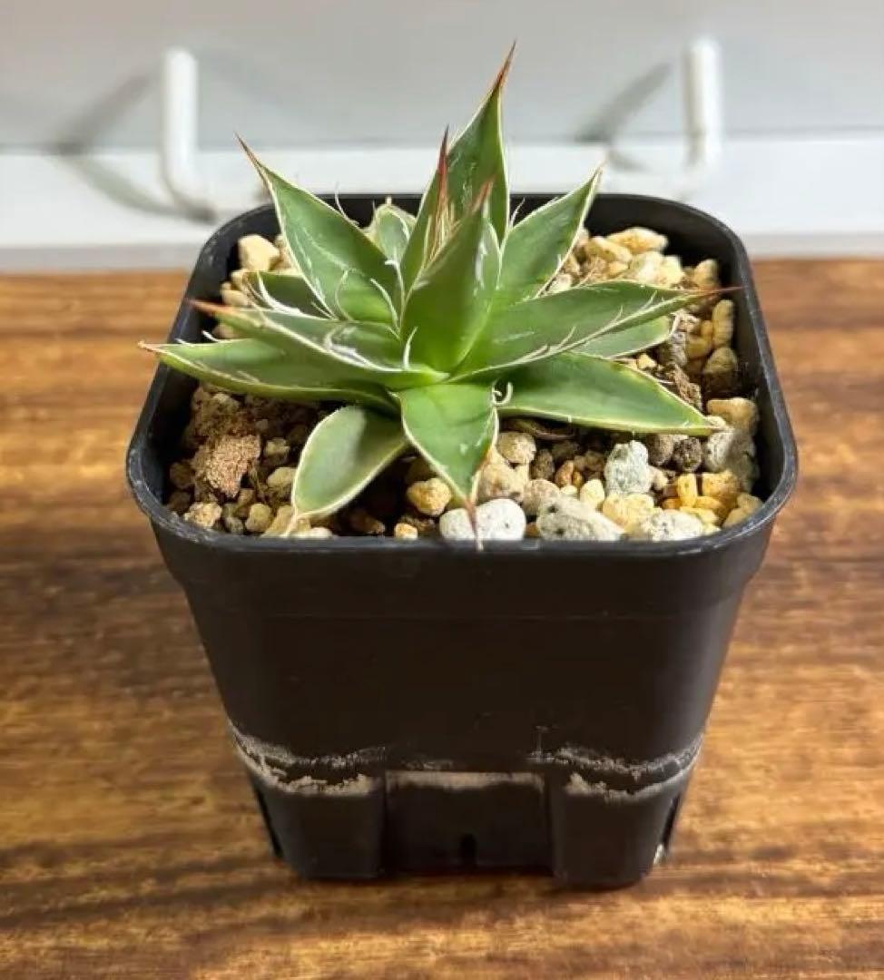 アガベ フィリフェラコンパクタ