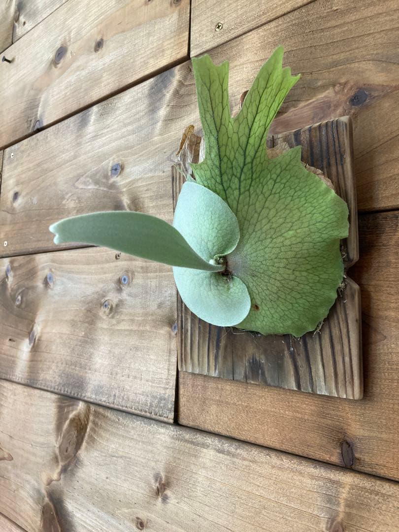 ビカクシダ ベイチー \"アーバンリバー\" スポア