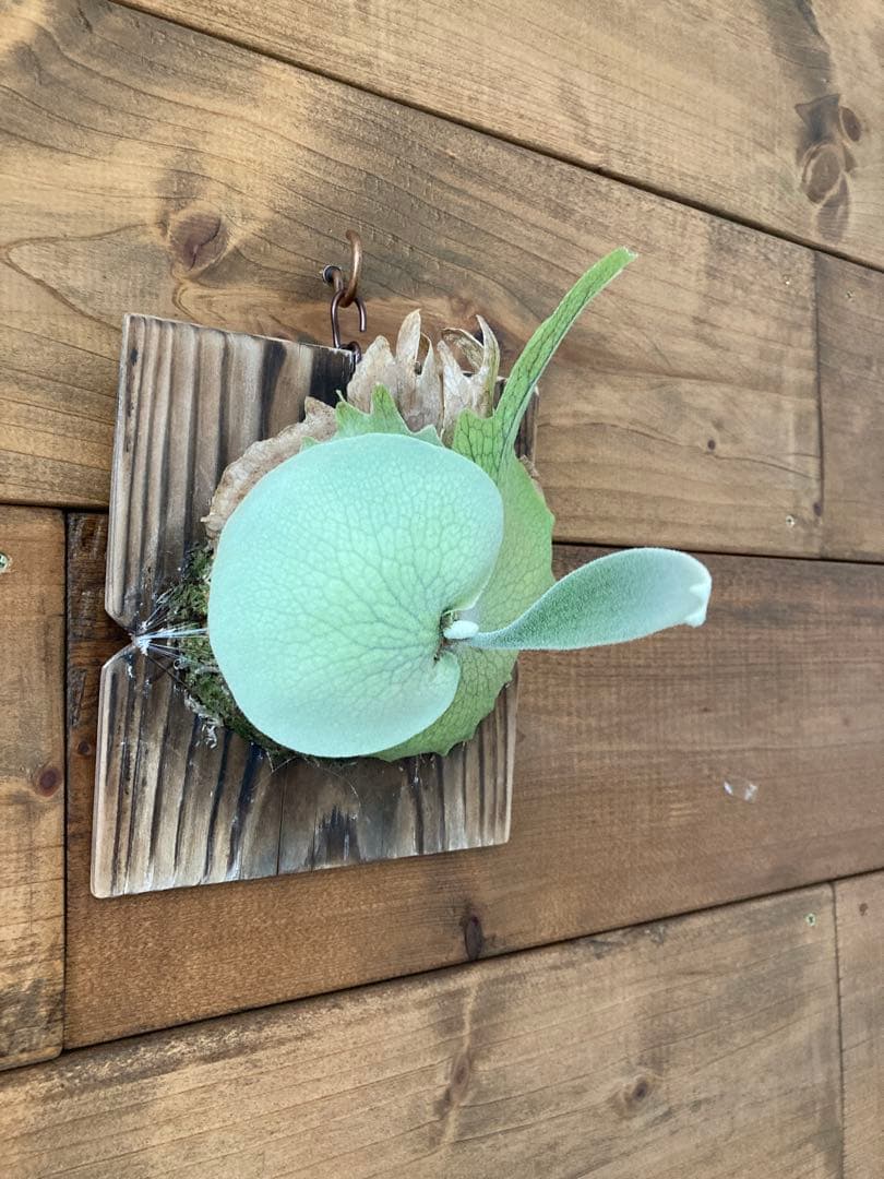 ビカクシダ ベイチー \"アーバンリバー\" スポア