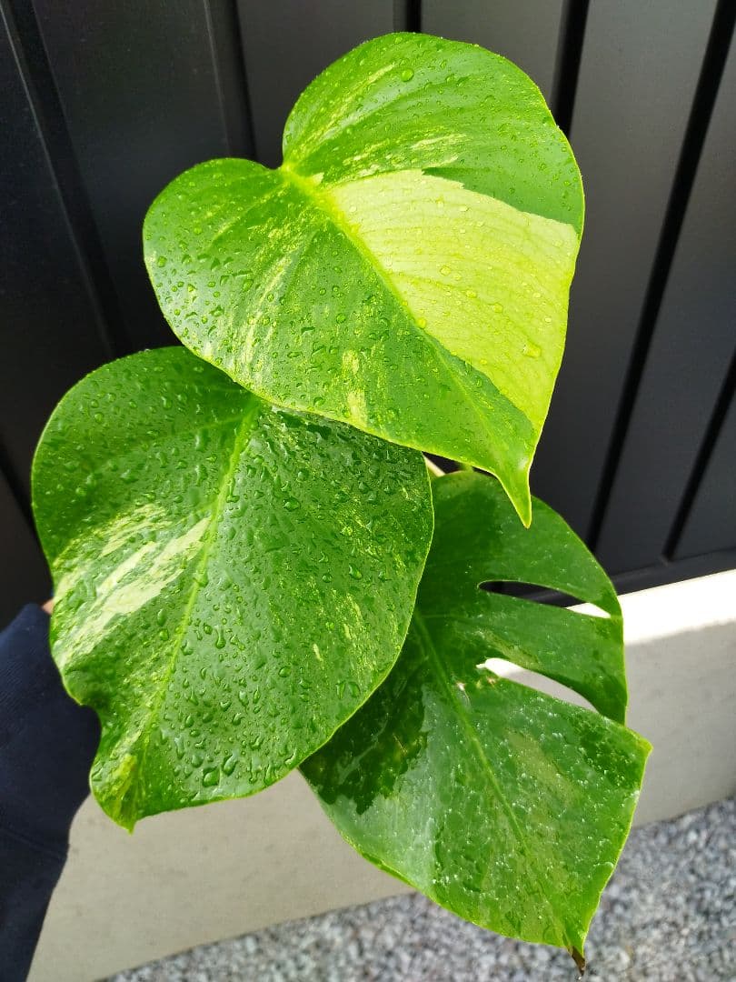 斑入りモンステラC8 オーシャンミント　カット発根済み