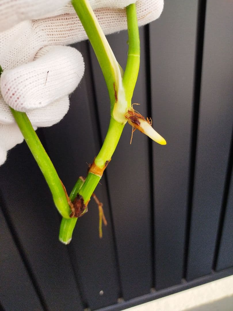 斑入りモンステラC8 オーシャンミント　カット発根済み