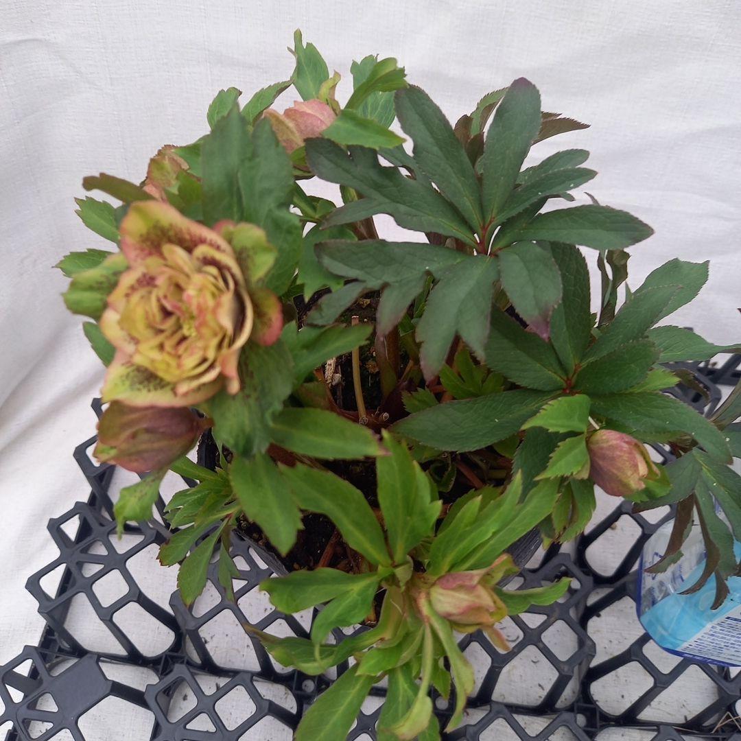 専用、レア！小輪ブロッチ♪クリスマスローズ、大苗、開花株