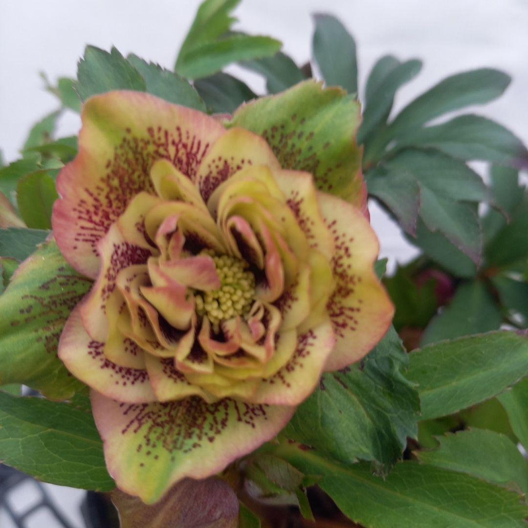 専用、レア！小輪ブロッチ♪クリスマスローズ、大苗、開花株