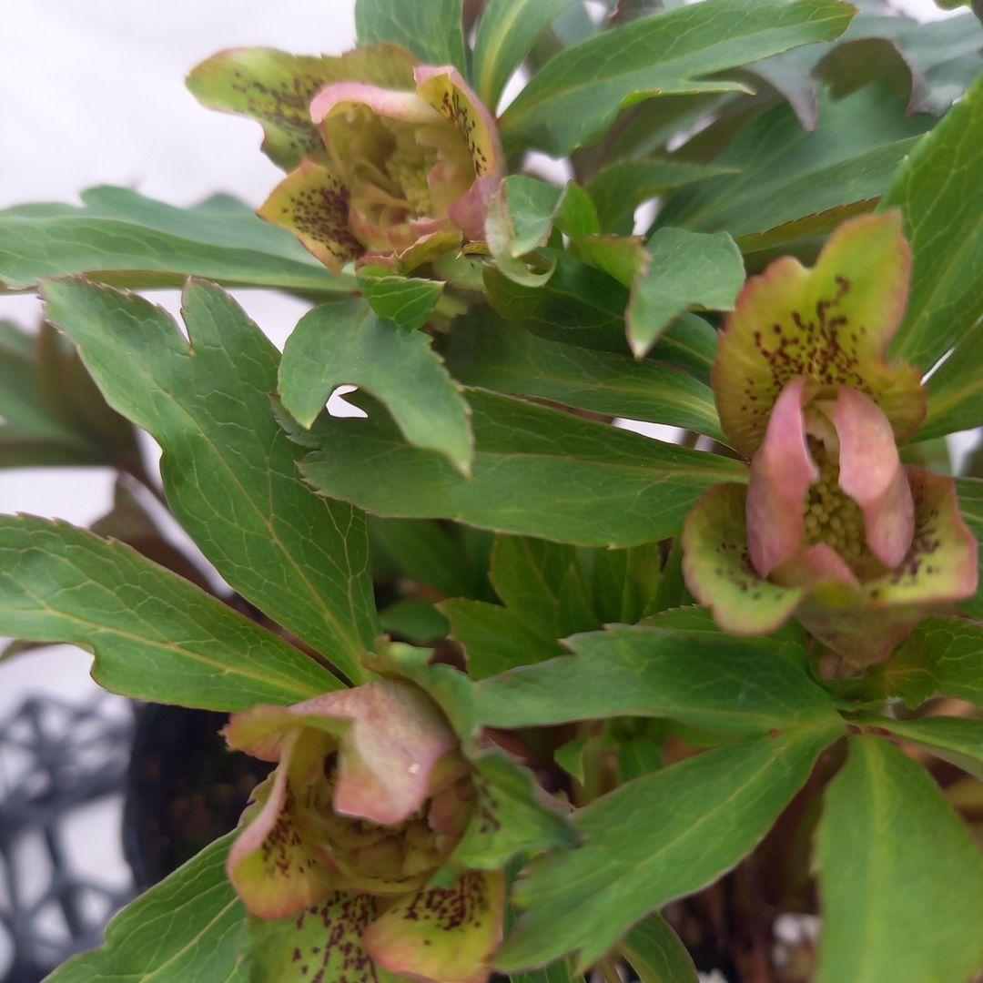 専用、レア！小輪ブロッチ♪クリスマスローズ、大苗、開花株