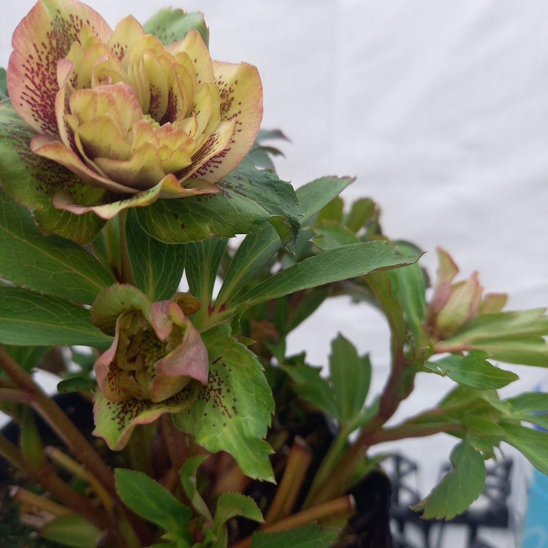 専用、レア！小輪ブロッチ♪クリスマスローズ、大苗、開花株