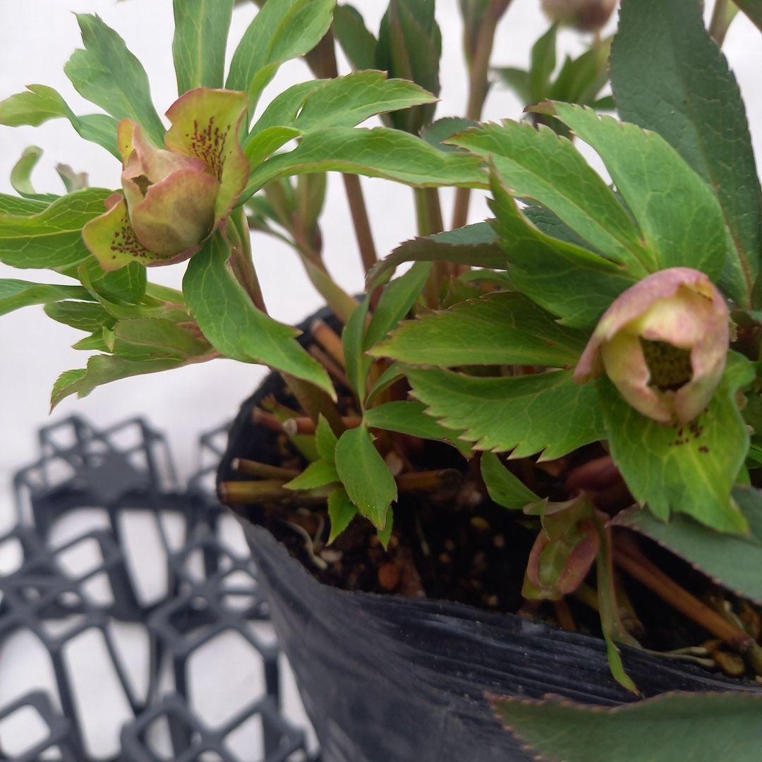 専用、レア！小輪ブロッチ♪クリスマスローズ、大苗、開花株