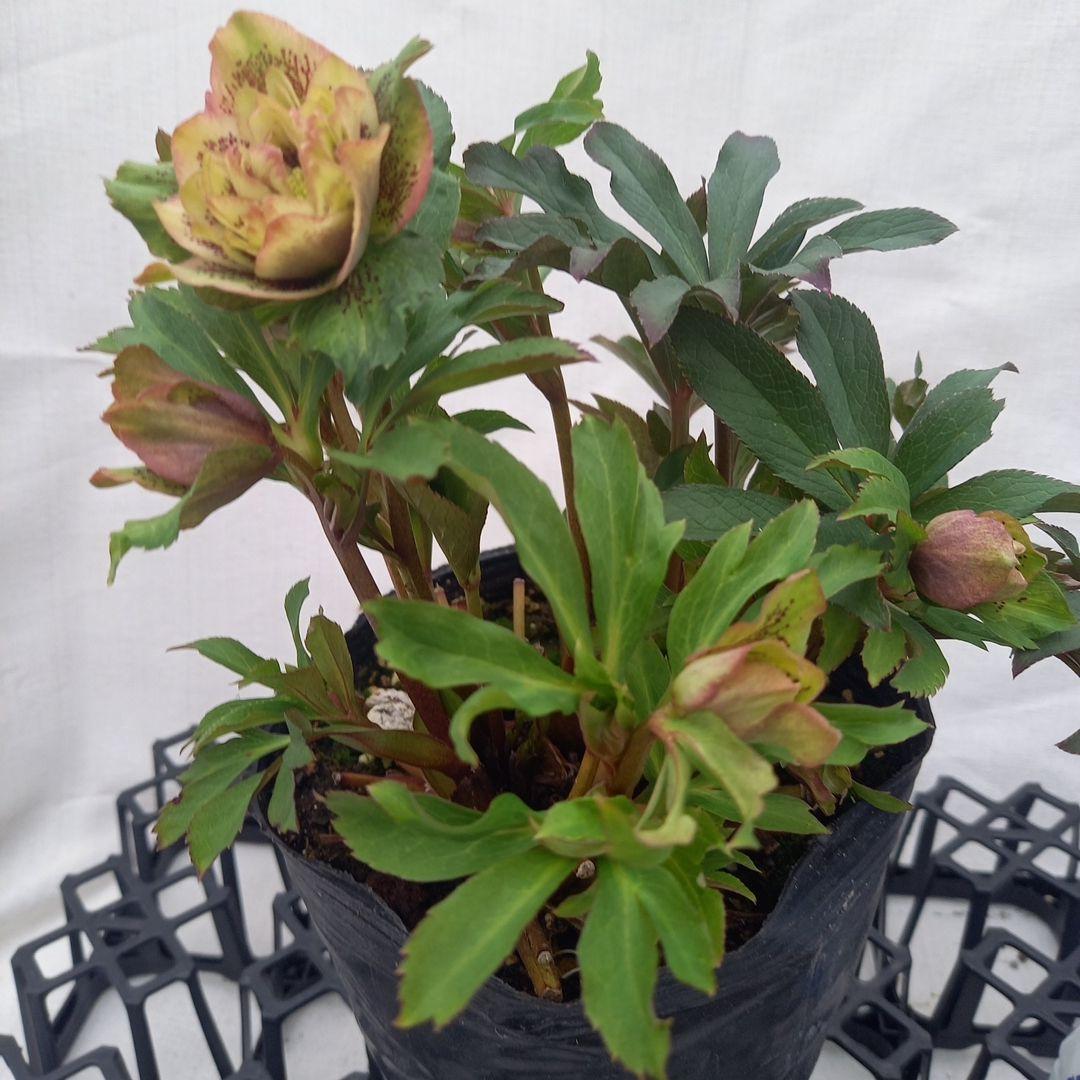 専用、レア！小輪ブロッチ♪クリスマスローズ、大苗、開花株