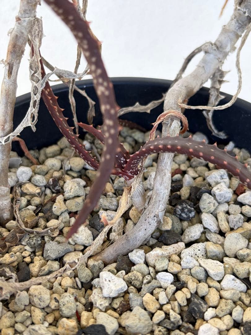 Aloe varimaculata 子株