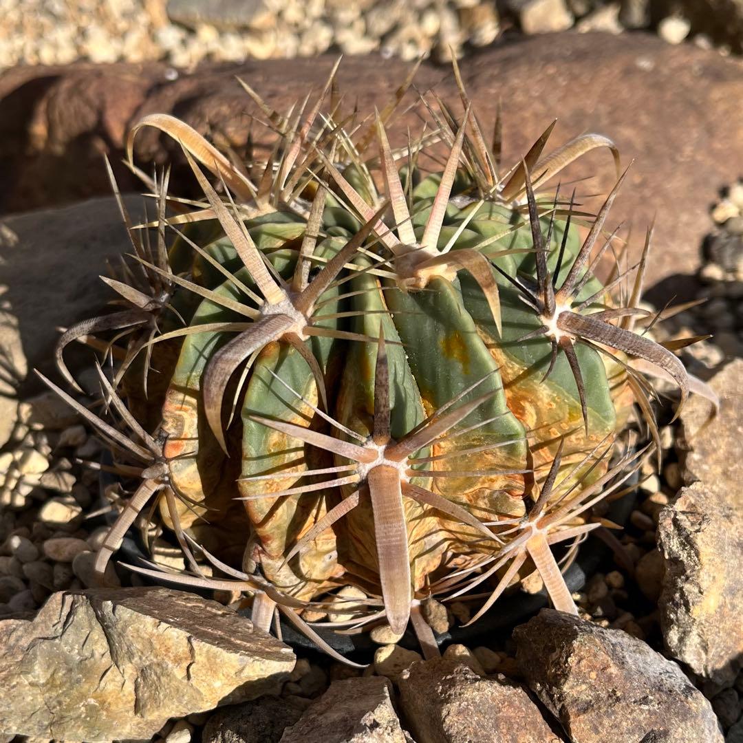 【極太棘・ワイルド】サボテン フェロカクタス 日の出丸（径12cm）氷点下経験