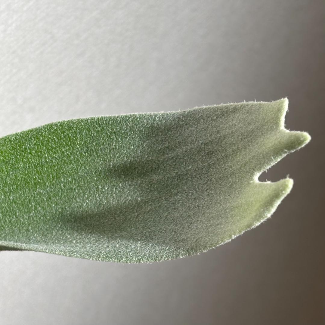 ビカクシダ　ピューチャン コンパクト P. Pewchan 'compact'