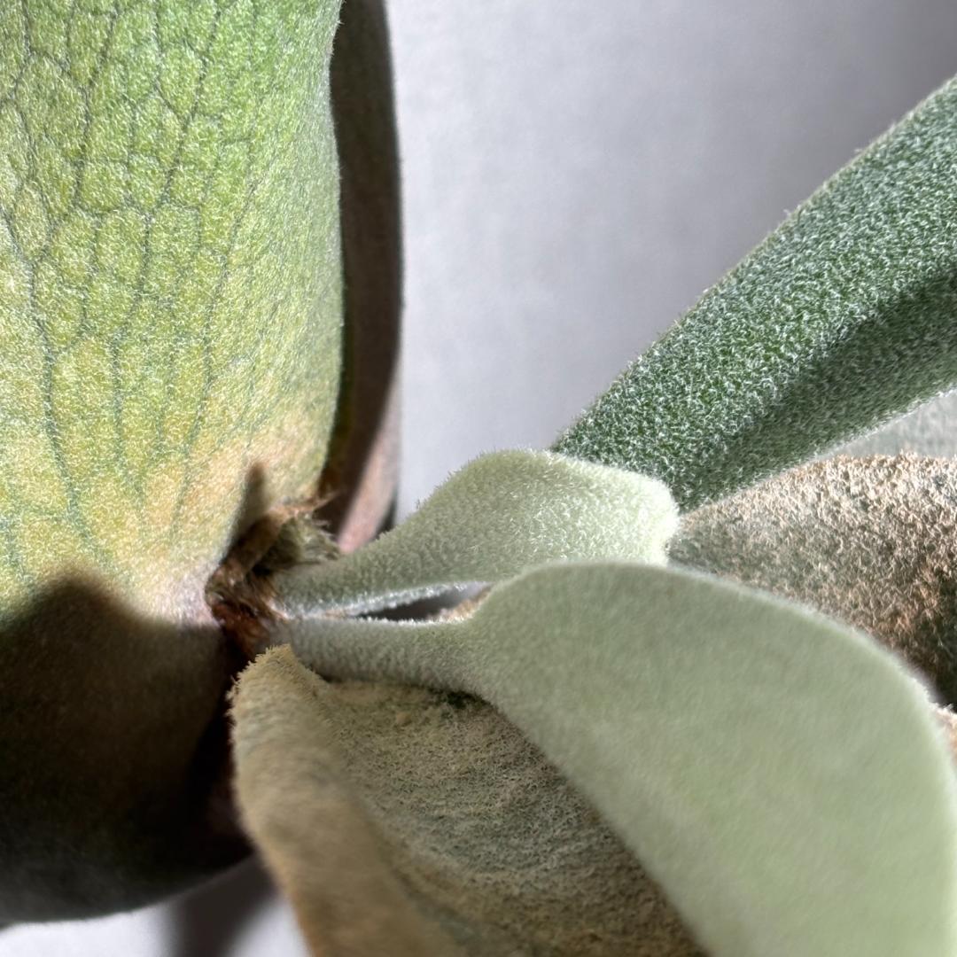 ビカクシダ　ピューチャン コンパクト P. Pewchan 'compact'