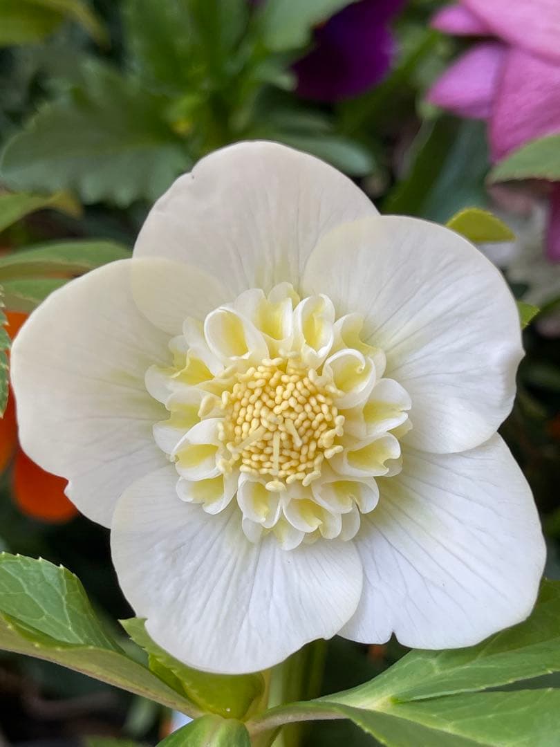 クリスマスローズ苗❣️182 小輪　sd ホワイトオーレア