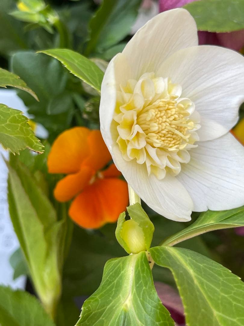 クリスマスローズ苗❣️182 小輪　sd ホワイトオーレア