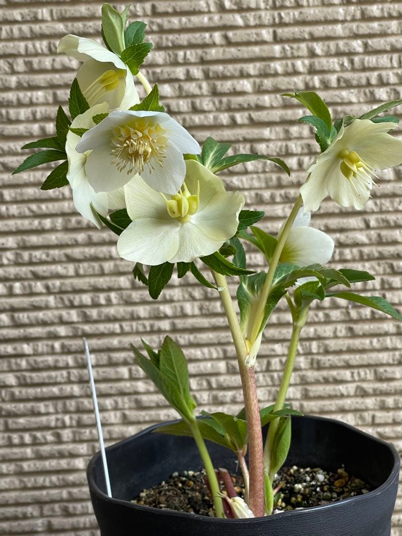 クリスマスローズ苗❣️182 小輪　sd ホワイトオーレア