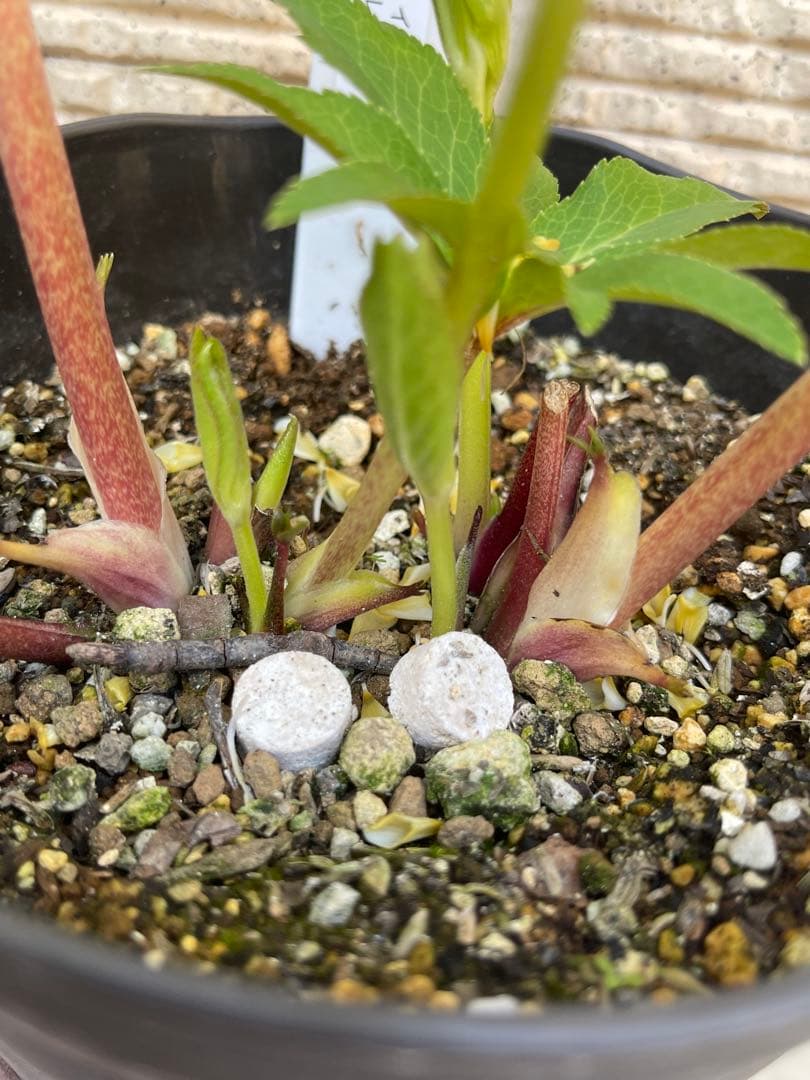 クリスマスローズ苗❣️182 小輪　sd ホワイトオーレア