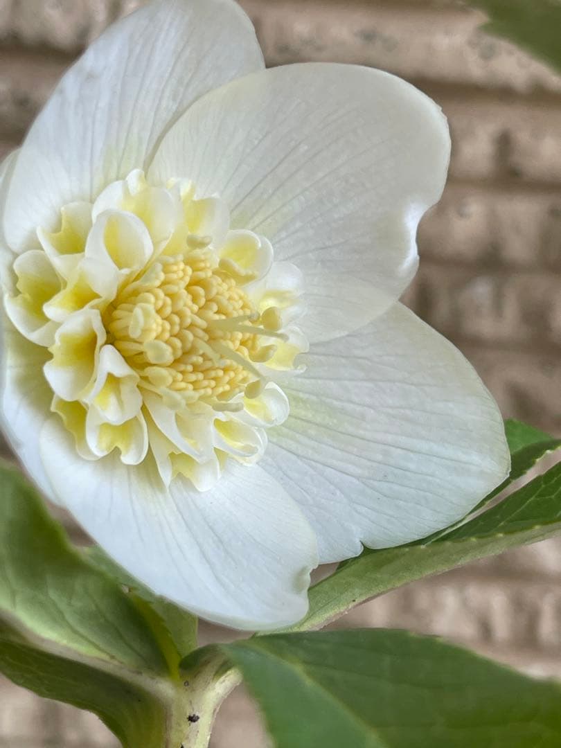 クリスマスローズ苗❣️182 小輪　sd ホワイトオーレア