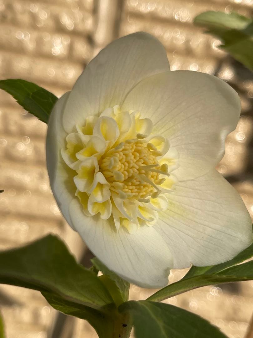 クリスマスローズ苗❣️182 小輪　sd ホワイトオーレア