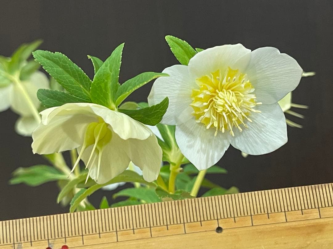 クリスマスローズ苗❣️182 小輪　sd ホワイトオーレア