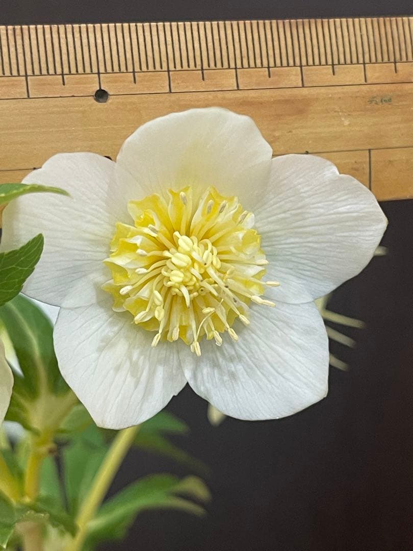 クリスマスローズ苗❣️182 小輪　sd ホワイトオーレア