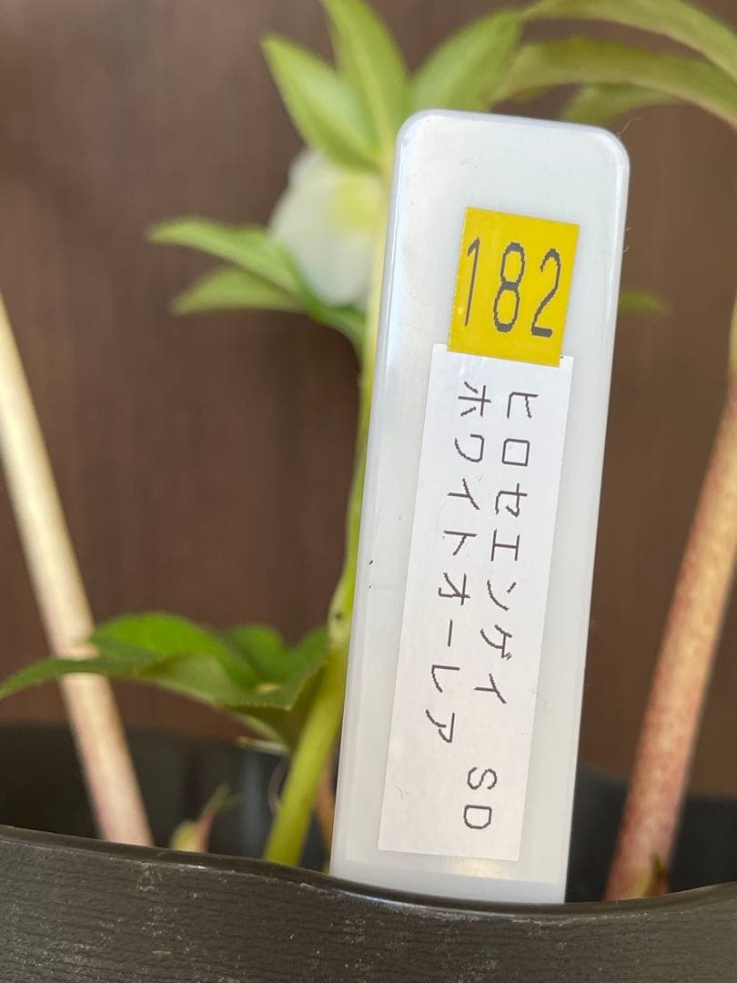 クリスマスローズ苗❣️182 小輪　sd ホワイトオーレア