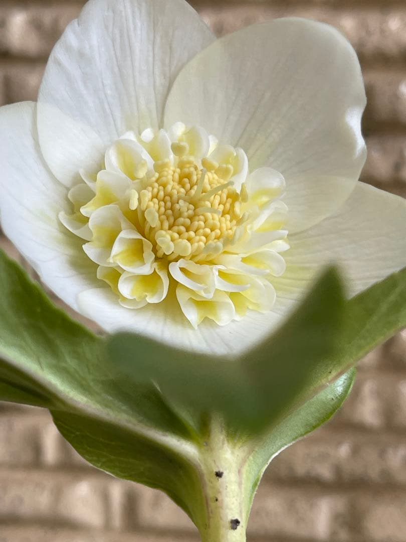 クリスマスローズ苗❣️182 小輪　sd ホワイトオーレア