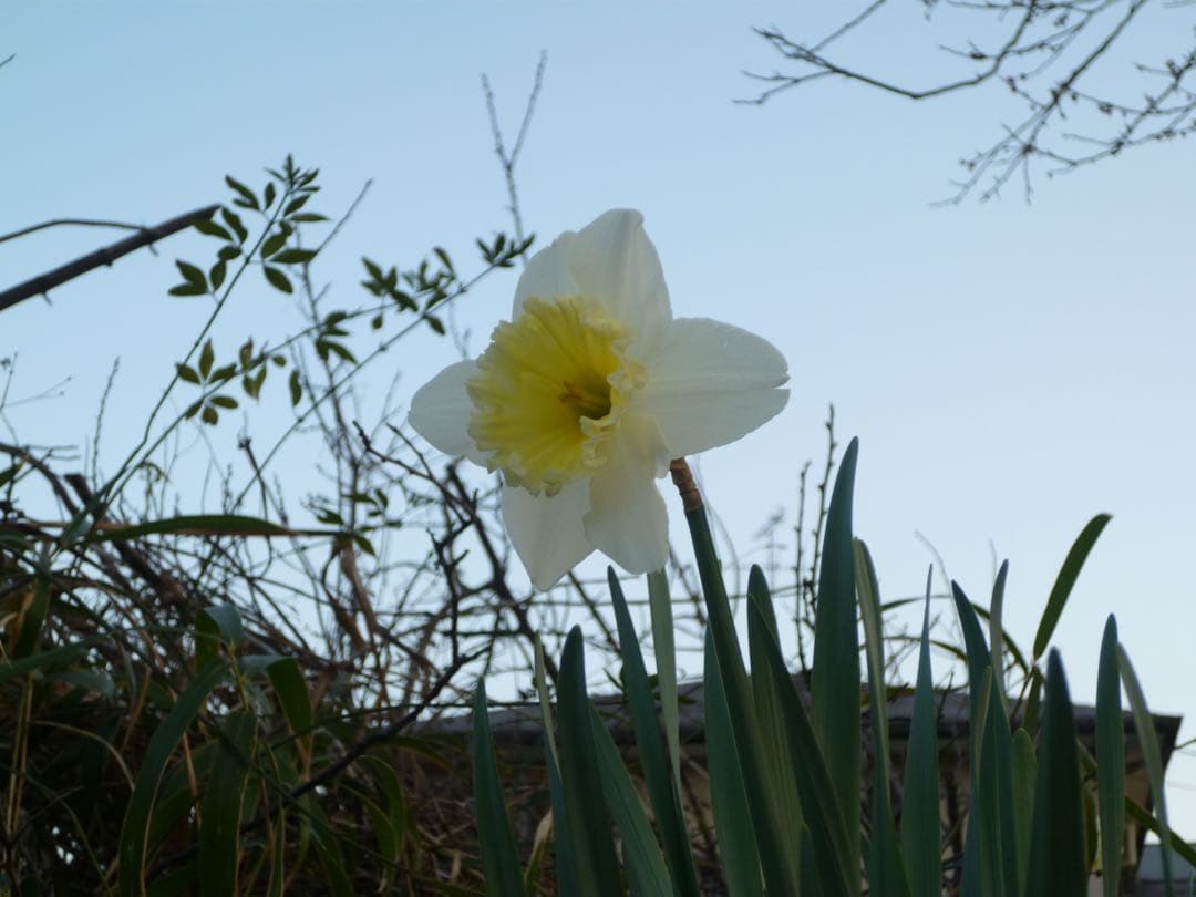 美品✨Panasonic コンデジ 可愛い 水色 デジカメ スマホ転送⭕️ 高画質