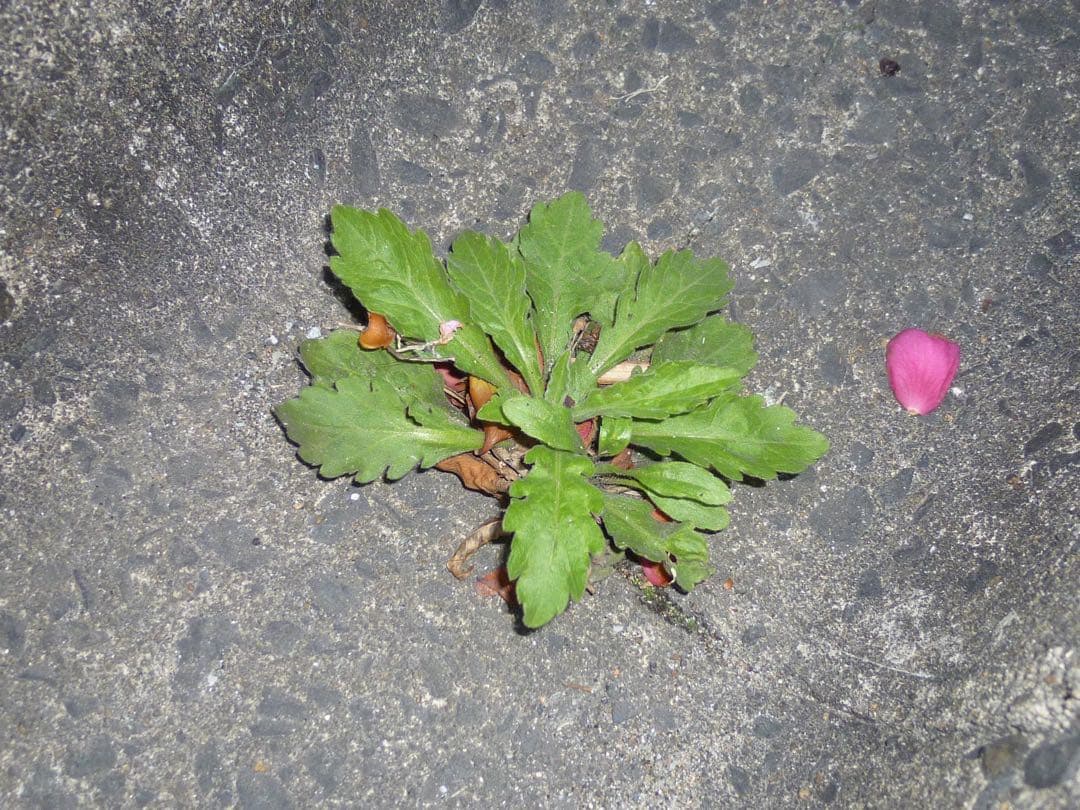 美品✨Panasonic コンデジ 可愛い 水色 デジカメ スマホ転送⭕️ 高画質