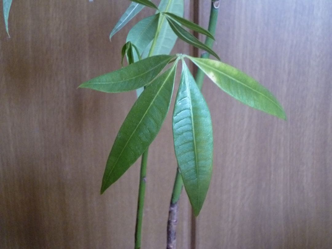 美品✨Panasonic コンデジ 可愛い 水色 デジカメ スマホ転送⭕️ 高画質