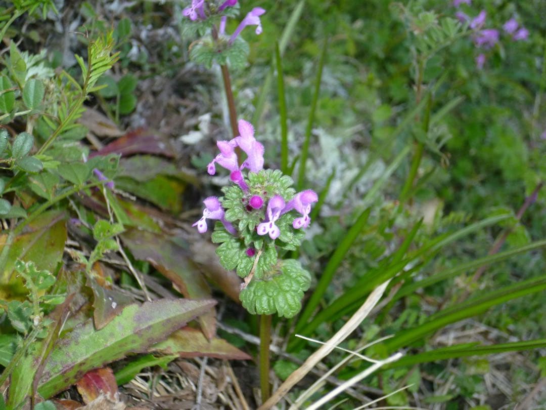 美品✨Panasonic コンデジ 可愛い 水色 デジカメ スマホ転送⭕️ 高画質