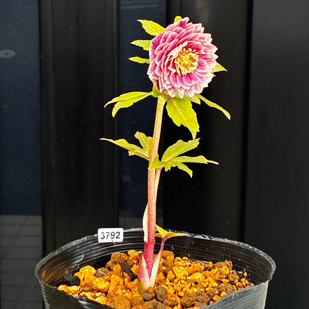 3792☘️極上発色☘️⭐️紅ピンク⭐️多弁⭐️オーレア⭐️ぼかし⭐️ベイン⭐️広瀬園芸⭐️