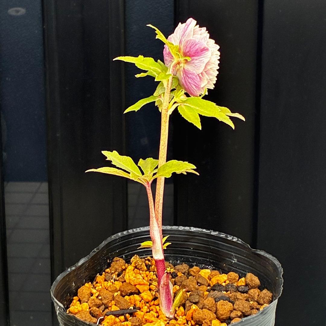 3792☘️極上発色☘️⭐️紅ピンク⭐️多弁⭐️オーレア⭐️ぼかし⭐️ベイン⭐️広瀬園芸⭐️