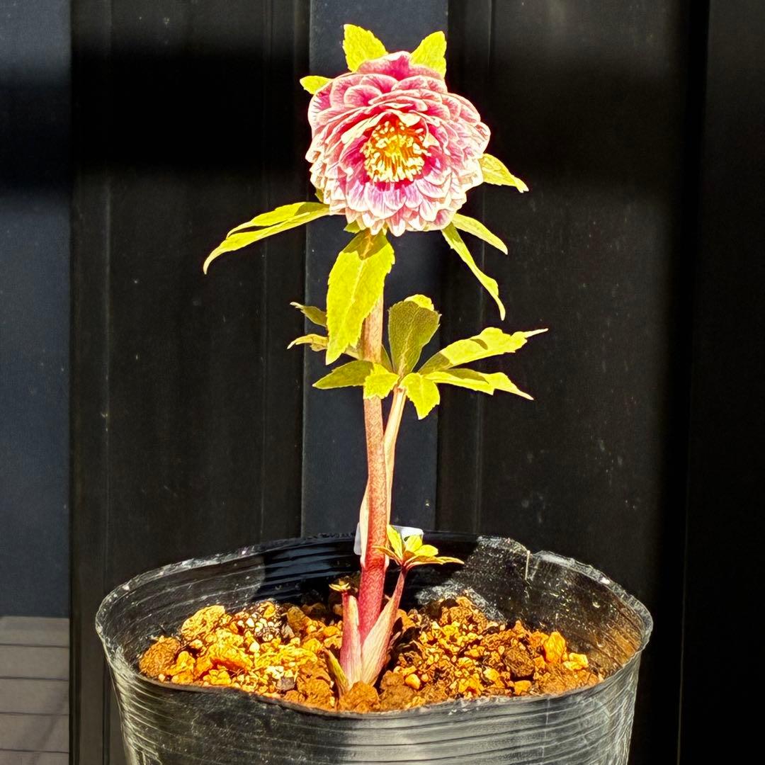 3792☘️極上発色☘️⭐️紅ピンク⭐️多弁⭐️オーレア⭐️ぼかし⭐️ベイン⭐️広瀬園芸⭐️