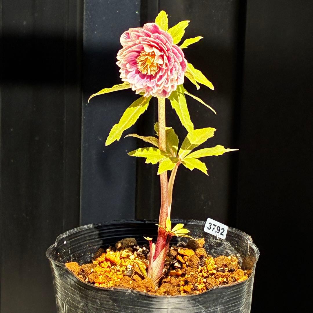 3792☘️極上発色☘️⭐️紅ピンク⭐️多弁⭐️オーレア⭐️ぼかし⭐️ベイン⭐️広瀬園芸⭐️