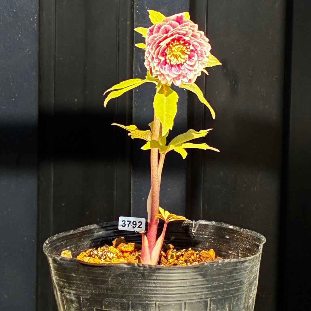 3792☘️極上発色☘️⭐️紅ピンク⭐️多弁⭐️オーレア⭐️ぼかし⭐️ベイン⭐️広瀬園芸⭐️