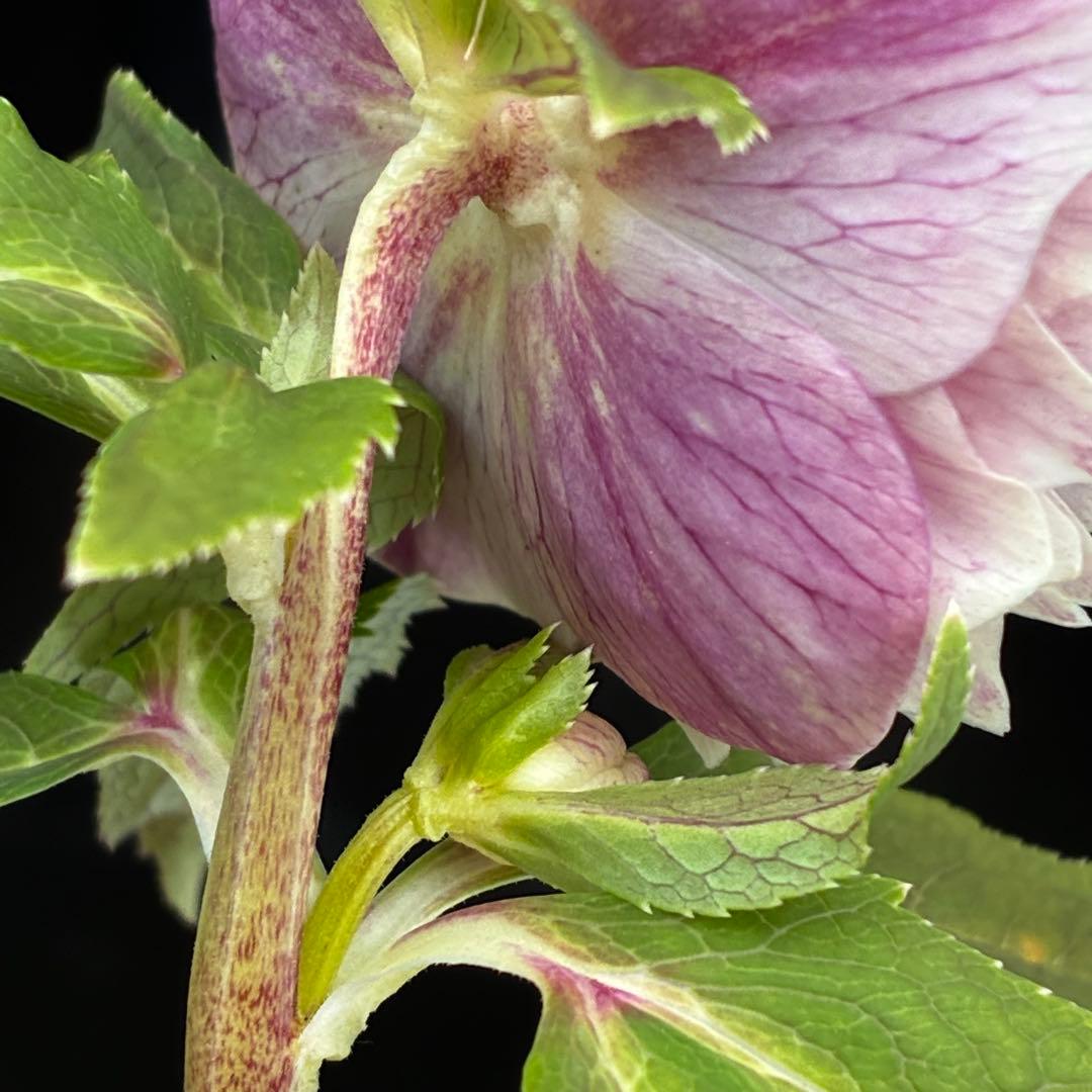 3792☘️極上発色☘️⭐️紅ピンク⭐️多弁⭐️オーレア⭐️ぼかし⭐️ベイン⭐️広瀬園芸⭐️