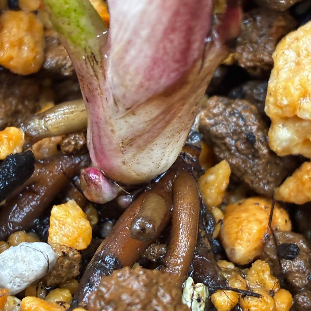 3792☘️極上発色☘️⭐️紅ピンク⭐️多弁⭐️オーレア⭐️ぼかし⭐️ベイン⭐️広瀬園芸⭐️