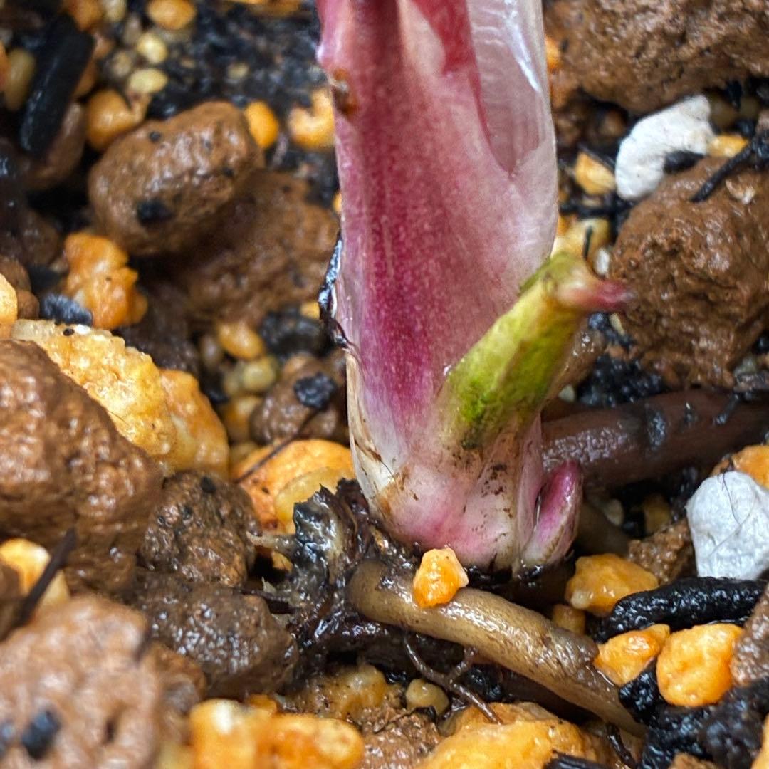 3792☘️極上発色☘️⭐️紅ピンク⭐️多弁⭐️オーレア⭐️ぼかし⭐️ベイン⭐️広瀬園芸⭐️