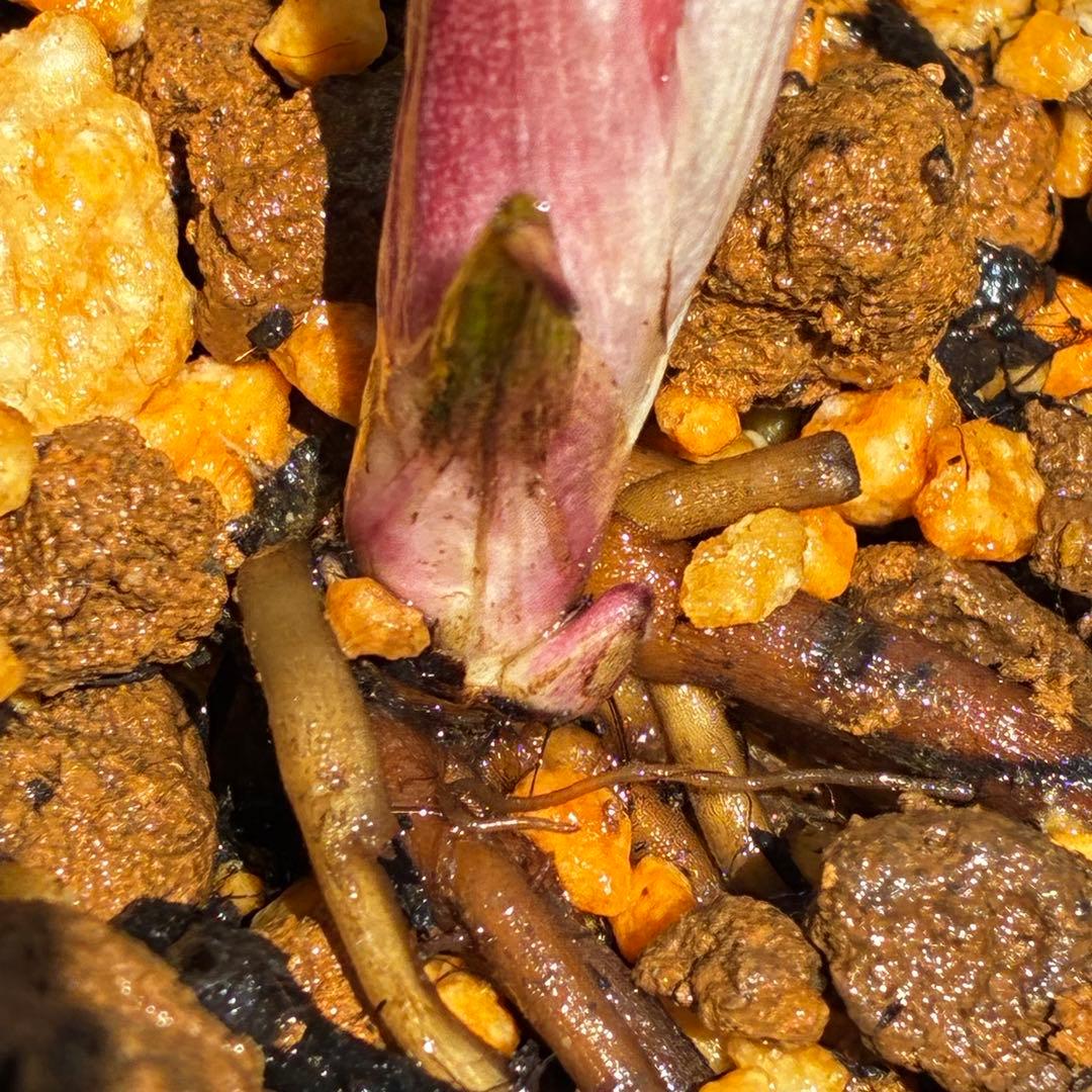 3792☘️極上発色☘️⭐️紅ピンク⭐️多弁⭐️オーレア⭐️ぼかし⭐️ベイン⭐️広瀬園芸⭐️