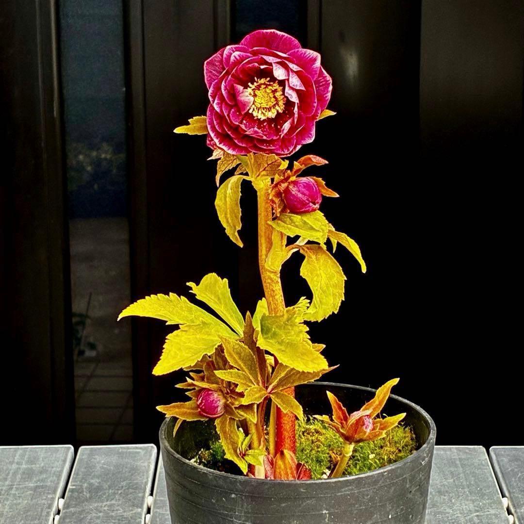 3792☘️極上発色☘️⭐️紅ピンク⭐️多弁⭐️オーレア⭐️ぼかし⭐️ベイン⭐️広瀬園芸⭐️