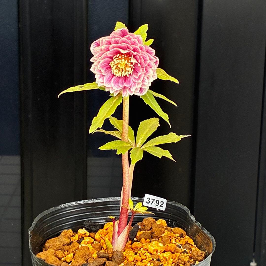 3792☘️極上発色☘️⭐️紅ピンク⭐️多弁⭐️オーレア⭐️ぼかし⭐️ベイン⭐️広瀬園芸⭐️