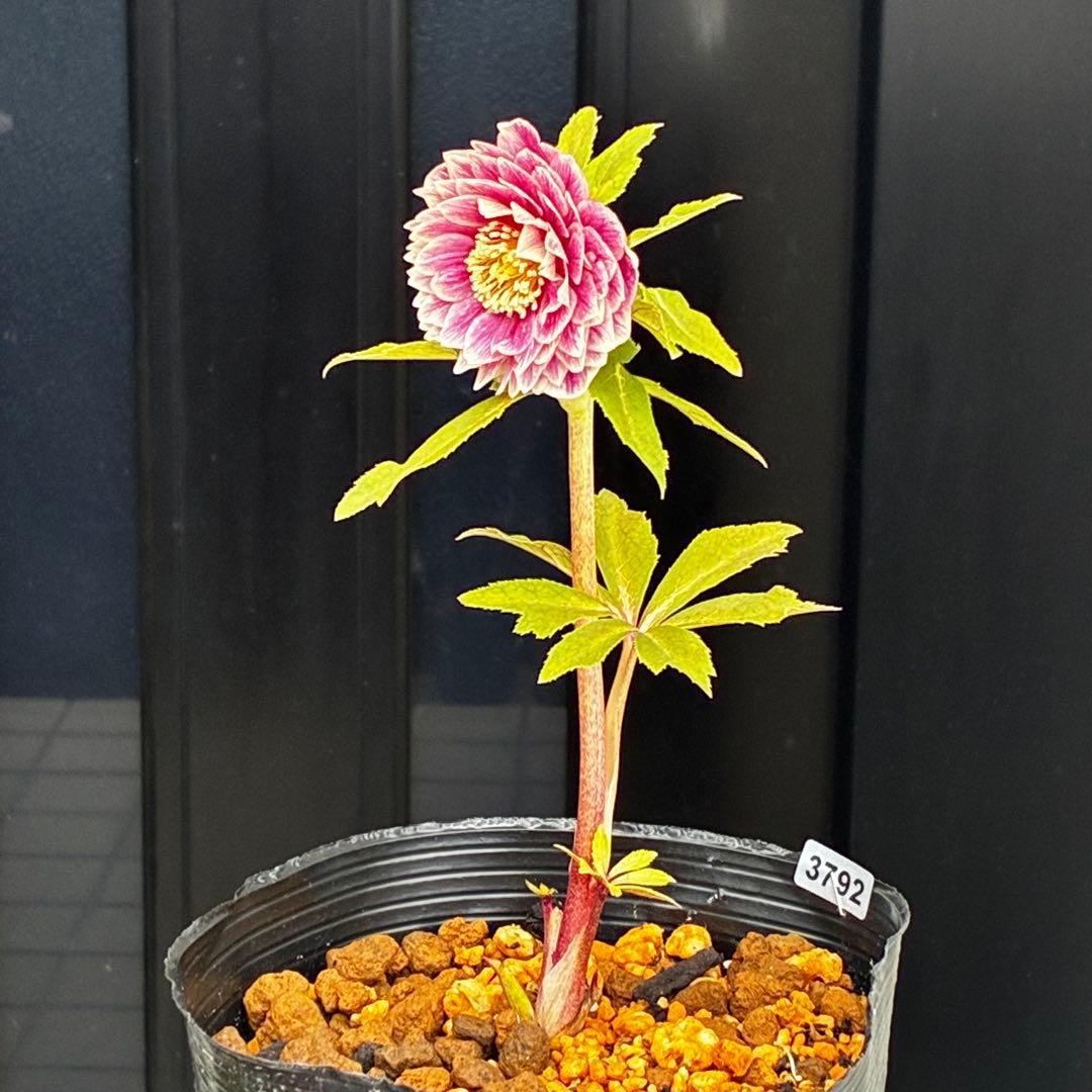 3792☘️極上発色☘️⭐️紅ピンク⭐️多弁⭐️オーレア⭐️ぼかし⭐️ベイン⭐️広瀬園芸⭐️