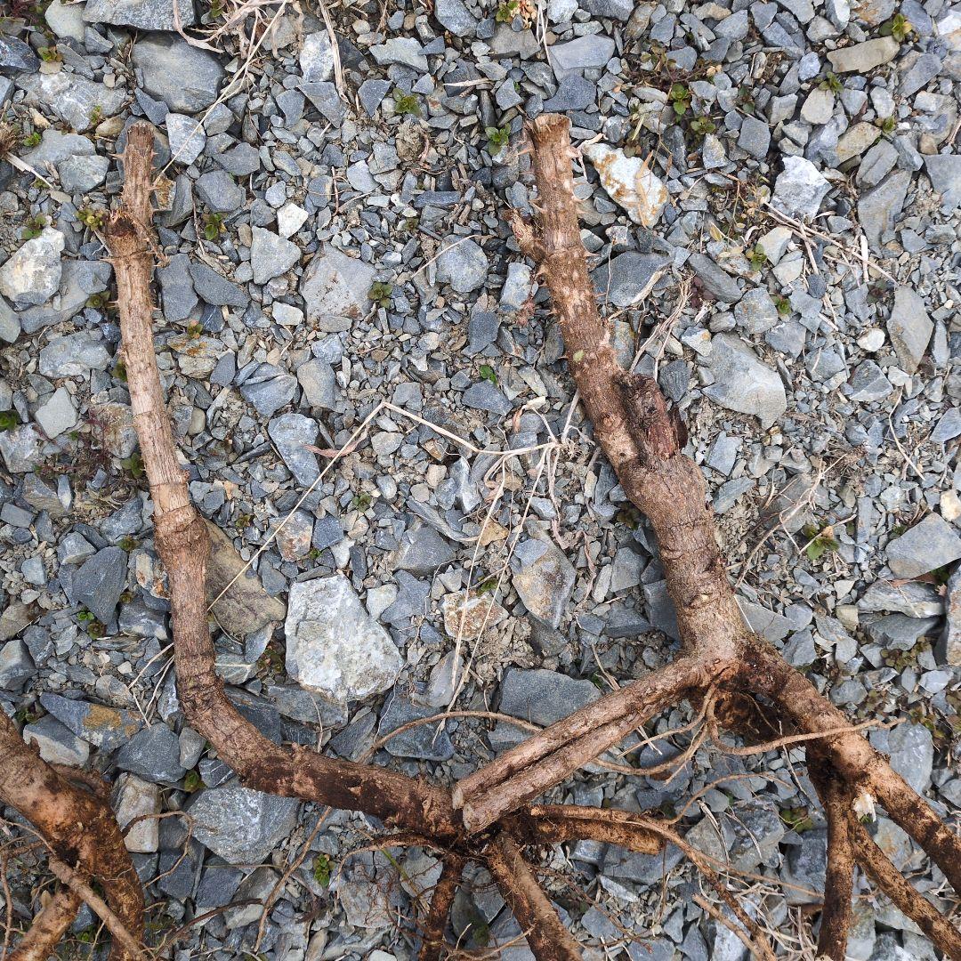 タラの芽 根付き苗 5本セット