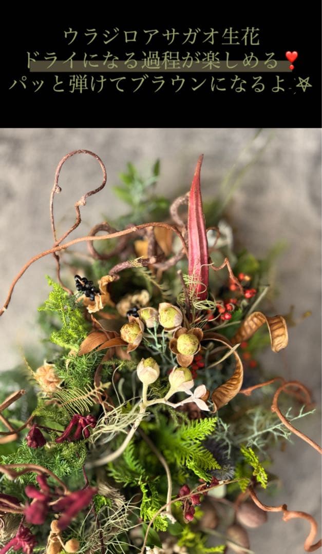 Xmasリース オブジェ 50cm インテリア ドライフラワーリース